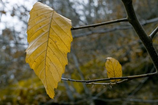 close view of a leaf in fall season