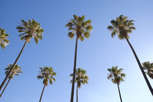 Low angle shot of palm trees with blue sky as the background.