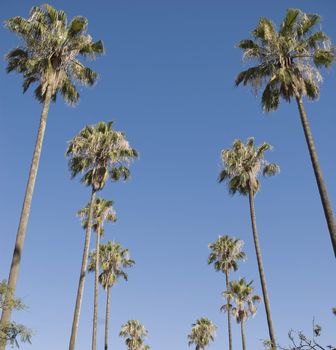 Low angle shot of palm trees with blue sky as the background.