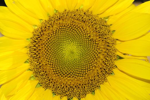 Close up shot of a sunflower