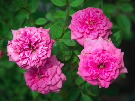 Sweet and richly scented beautiful miniature rose