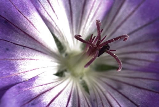 Blossom in a closeup.