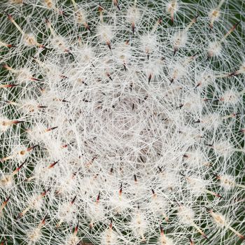 The top of cactus plant detail background