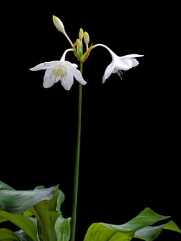 Amazon lily (Eucharis amazonica, Family Amaryllidaceae) beautiful white flower