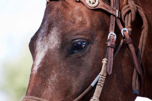 Close up eye of horse wearing leather bridle 
