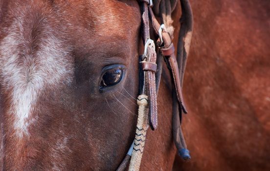 Close up eye of horse wearing leather bridle