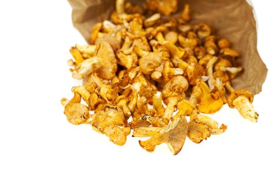 fresh chanterelles isolated on white background