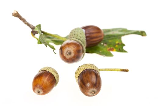 acorn nuts isolated on a clear white background