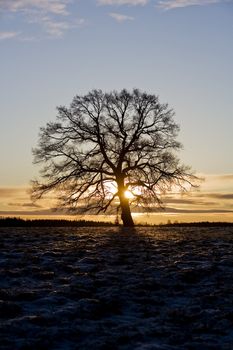 Tree in backlight