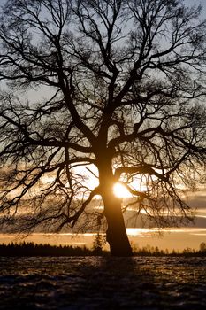 Tree in backlight