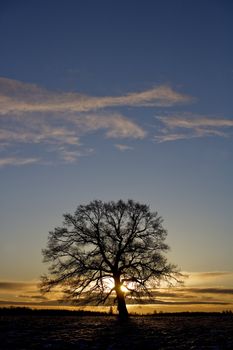 Tree in sundown
