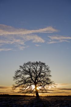 Tree in backlight