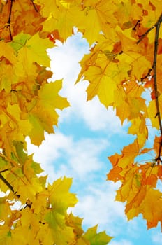 red an yellow maple at autumn in city park