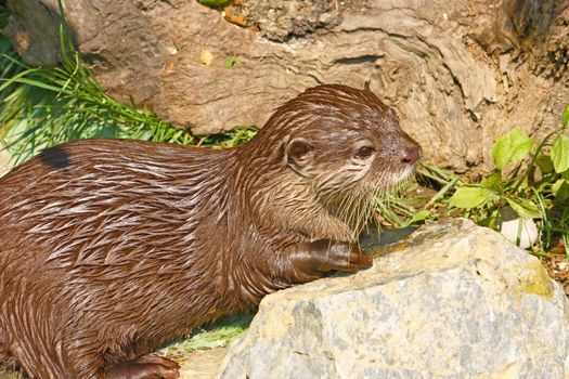 An oriental small-clawed otter taking a break after game