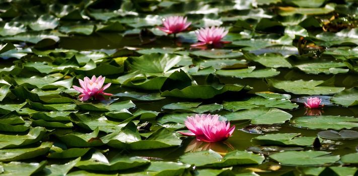 Lotus flower in the pond at summer time