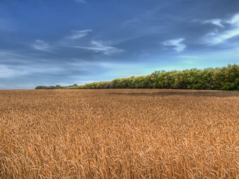 Ripe wheat field in the late summer months.