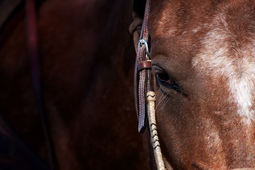 Closeup of face and eye on brown horse