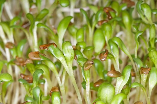 sprouts of alfalfa