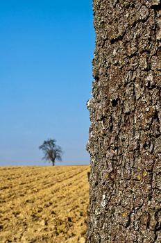 bark of a tree with blue sky and brown land