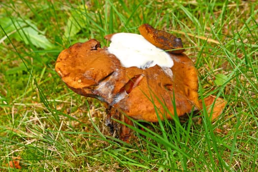 Porcini mushroom in a forest glade