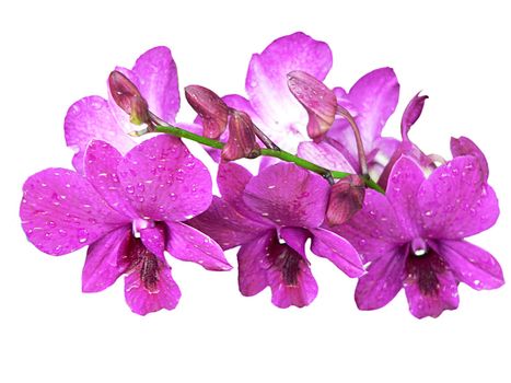 Purple Orchids on White Background