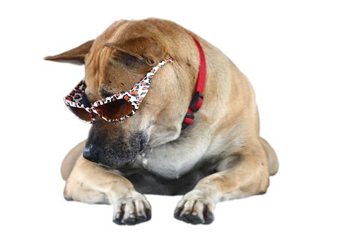 Dog Wearing Sunglasses