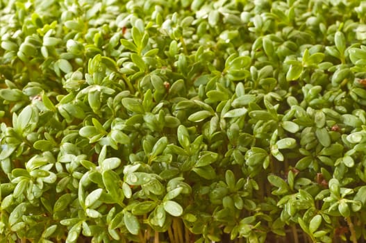 cress a close-up