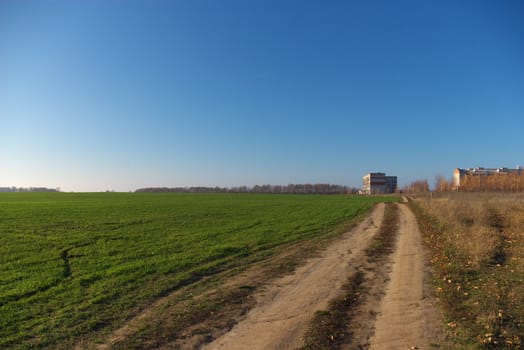 autumn landscape with green field of rye