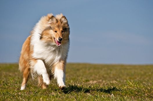 collie running