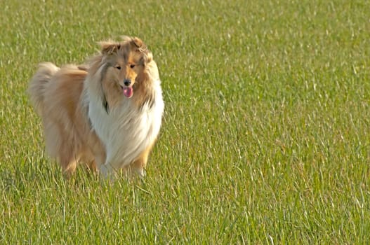 british collie