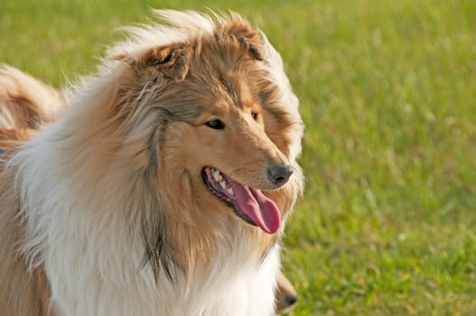 closeup of a british collie