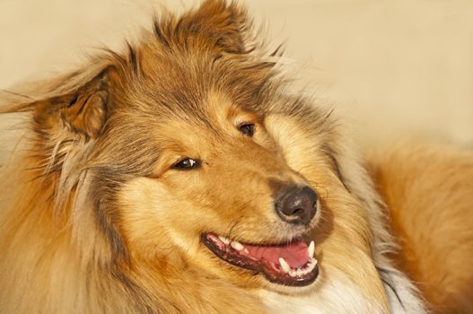 closeup of a british collie