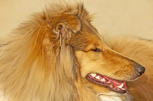 closeup of a british collie