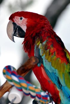 Photo of a colorful parrot at amusement park.