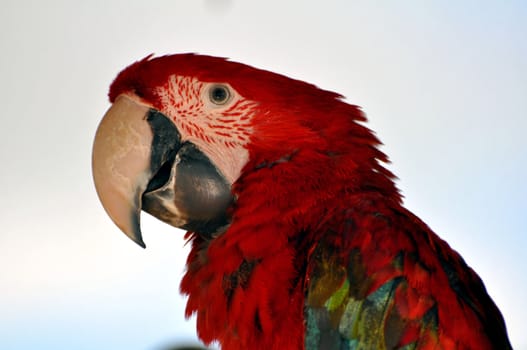 Photo of a colorful parrot at amusement park.