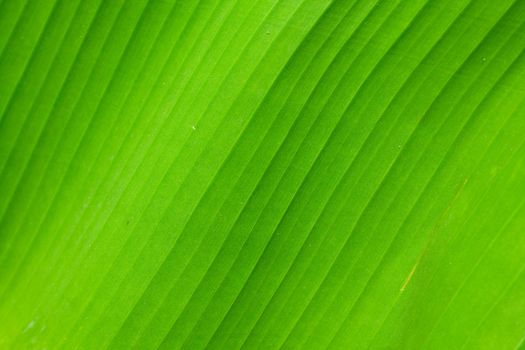 Green sheet of a banana palm tree. A structure