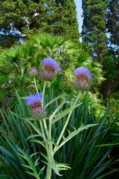 Landscape. A huge blossoming thistle against exotic plants