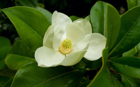 Fine, gentle flower of a magnolia on a branch. A close up