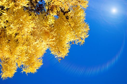 Yellow leaves on a background of sky and sun