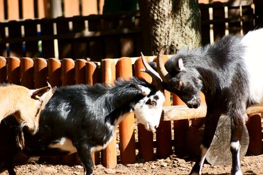 Goat in Polish Zoo in Gdansk City