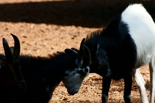 Goat in Polish Zoo in Gdansk City