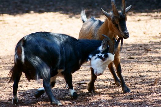 Goat in Polish Zoo in Gdansk City