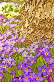 primroses in a garden