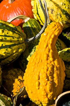 beautiful fresh pumpkins in the sunshine in autumn