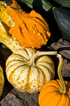 beautiful fresh pumpkins in the sunshine in autumn