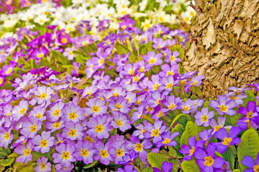 primroses in a garden