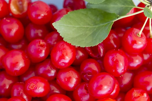 Pitted sour cherries with complimenting cherry leaf