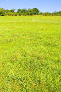 Idyllic meadow in summer