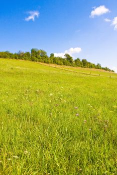 Idyllic meadow in summer