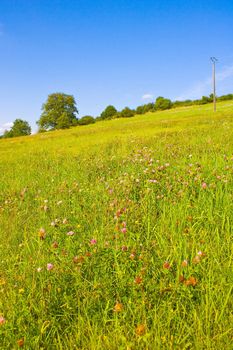 Idyllic meadow in summer